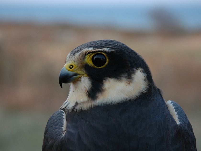 Eurasian Hobby, Sundre 20060506